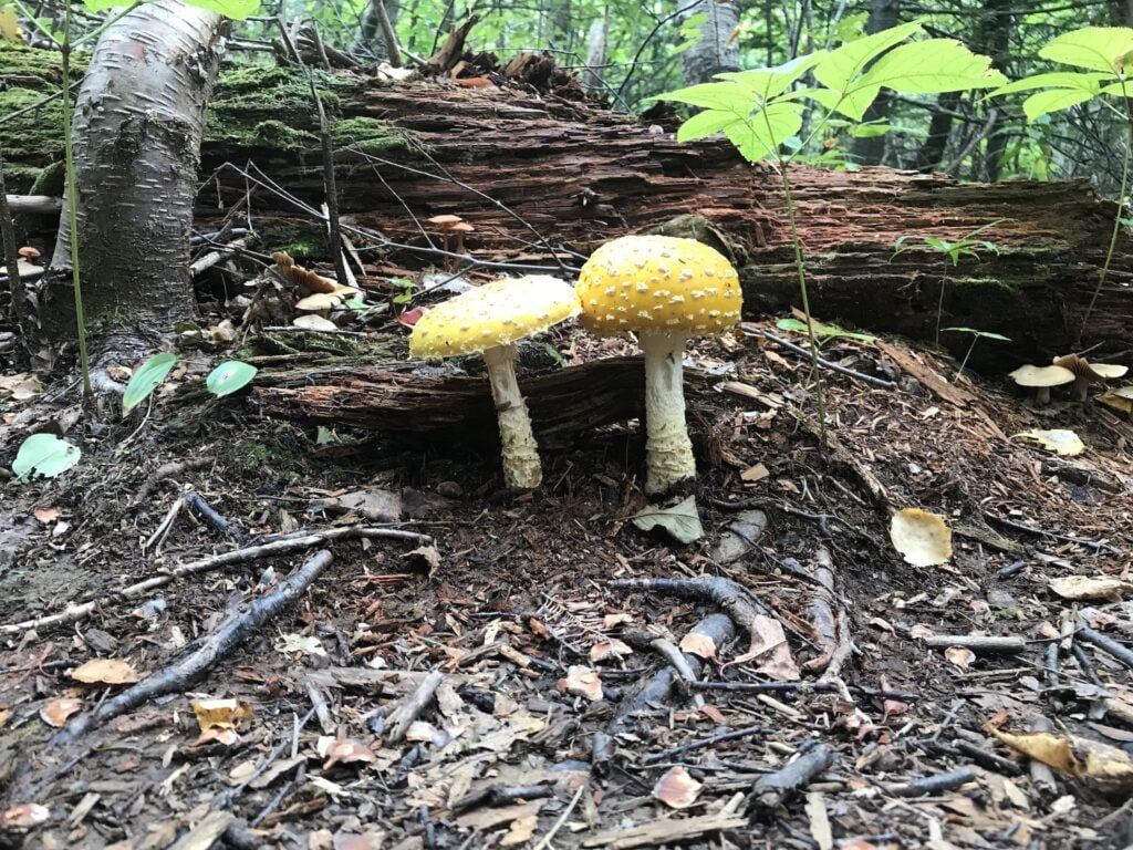 two yellow mushrooms