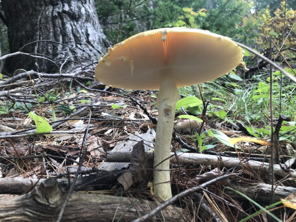 underside of mushroom