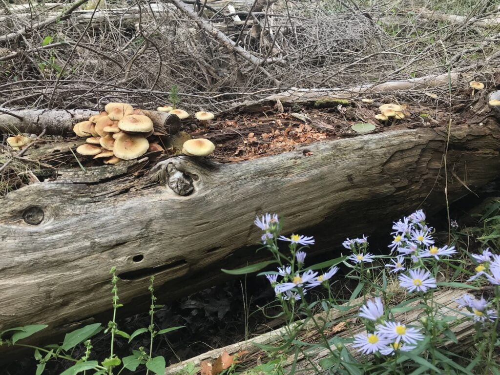 mushrooms growing in a log